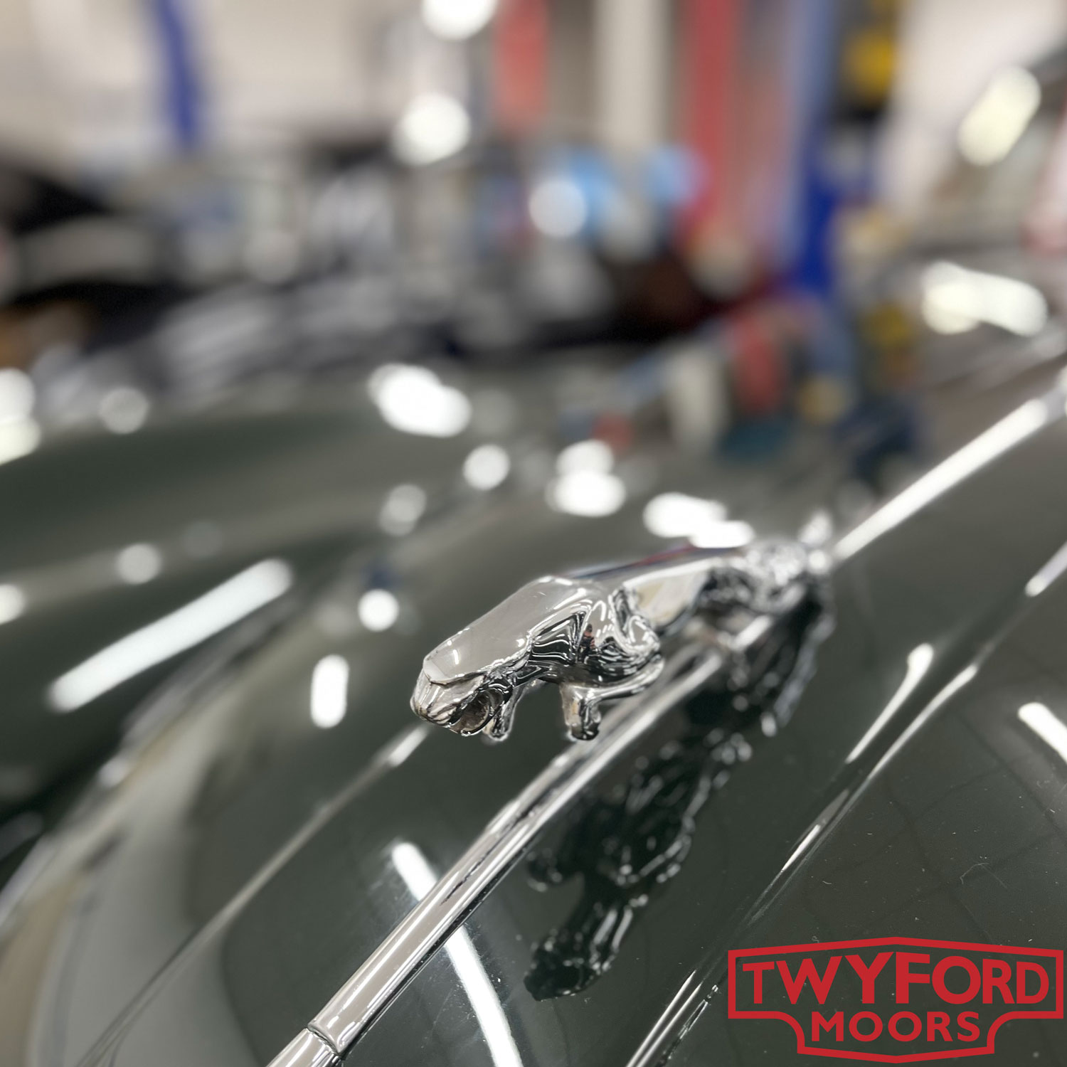 Jaguar leaper